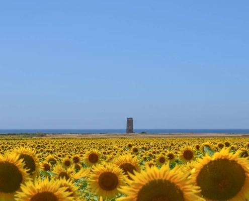Campo de girasoles El Palmar