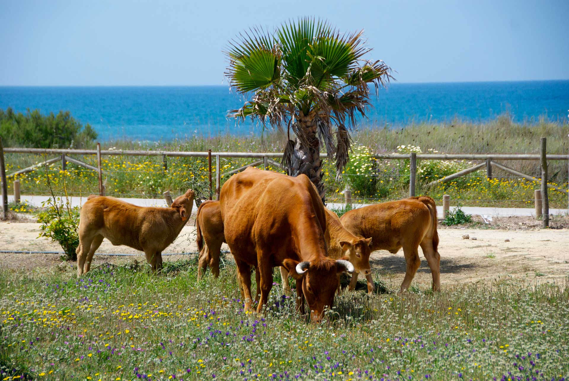 retinto el palmar